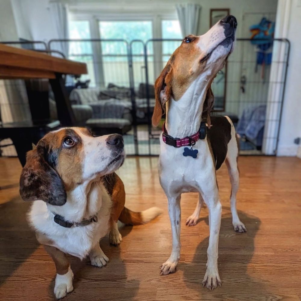 Two hounds at home in a foster&rsquo;s living room, one of them mid-howl