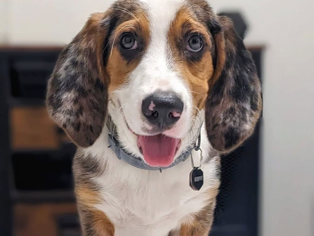 A smiling hound mix with big speckled ears