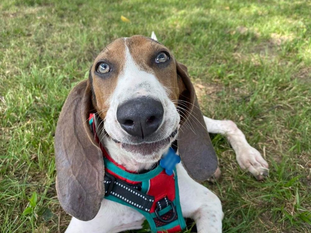 A smiling hound puppy with big floppy ears and a red harness, lying in the grass
