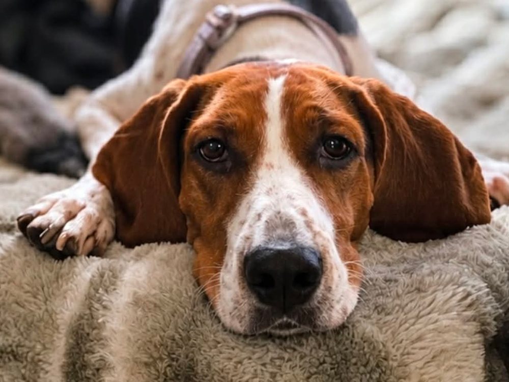 A red and white hound resting his head on a soft blanket, looking up with sad eyes