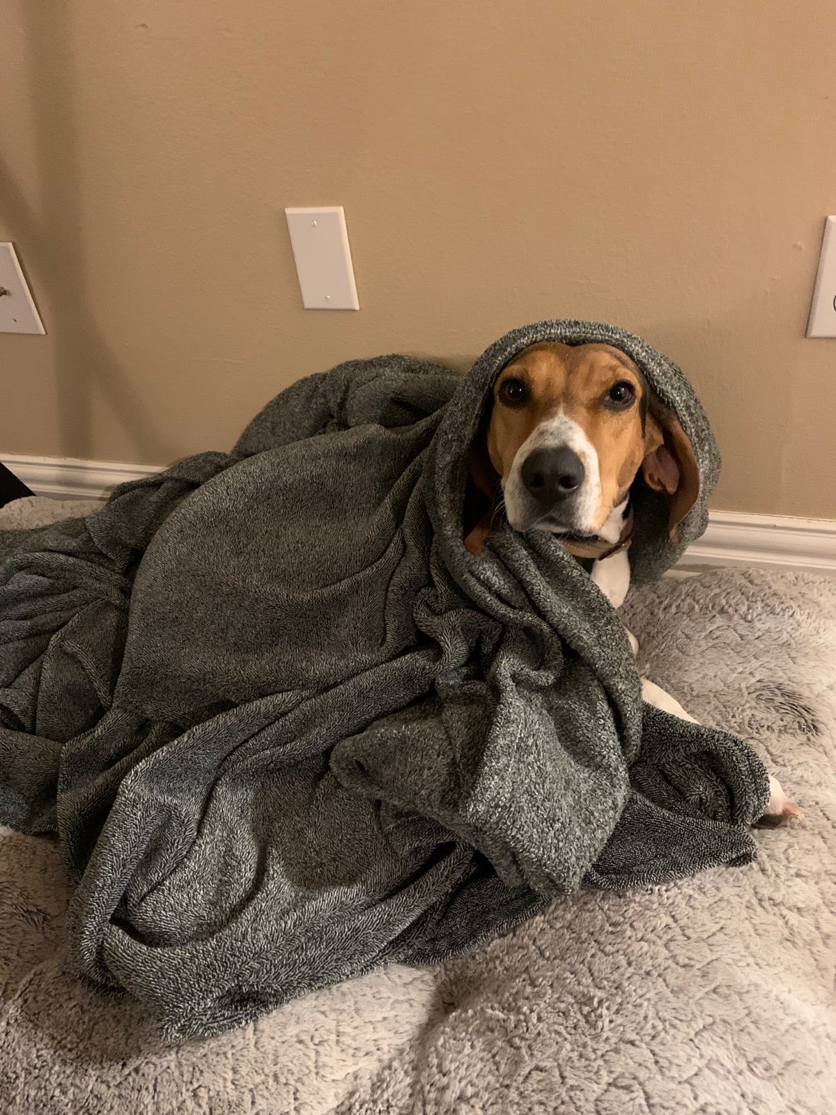 A hound wrapped in a gray blanket